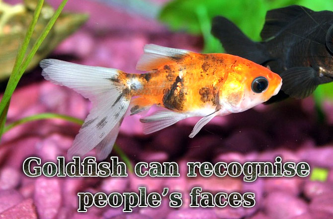 Goldfish-can-recognise-peoples-faces