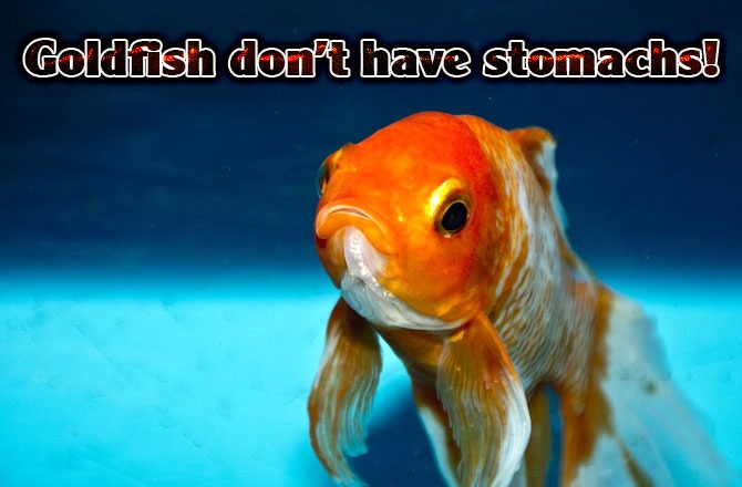 Goldfish-dont-have-stomachs