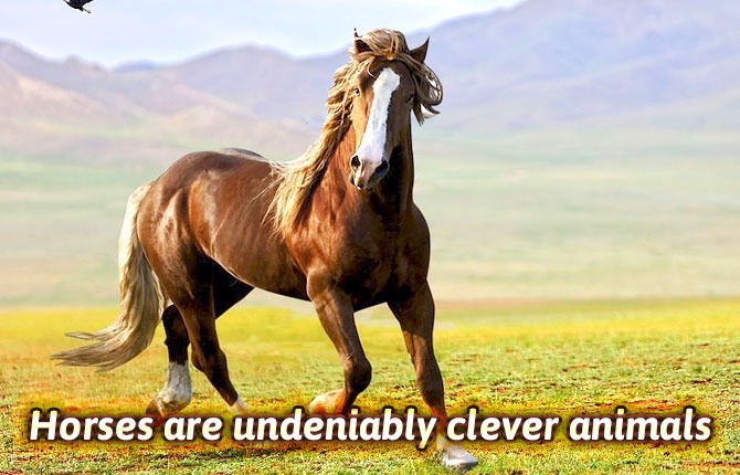 Horses-are-undeniably-clever-animals