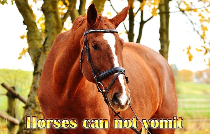 Horses-can-not-vomit