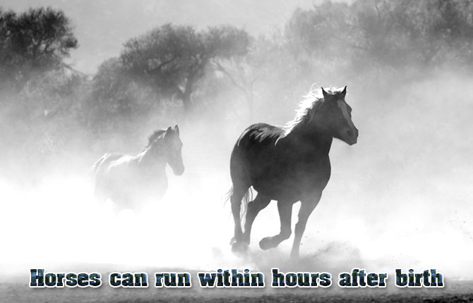 Horses-can-run-within-hours-after-birth