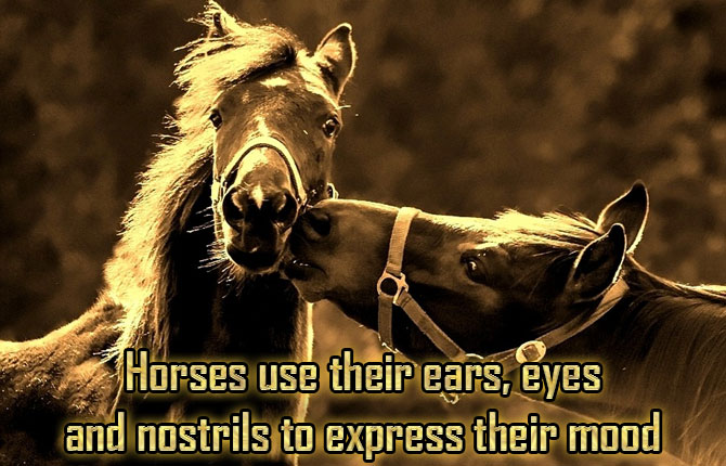 Horses-express-their-mood