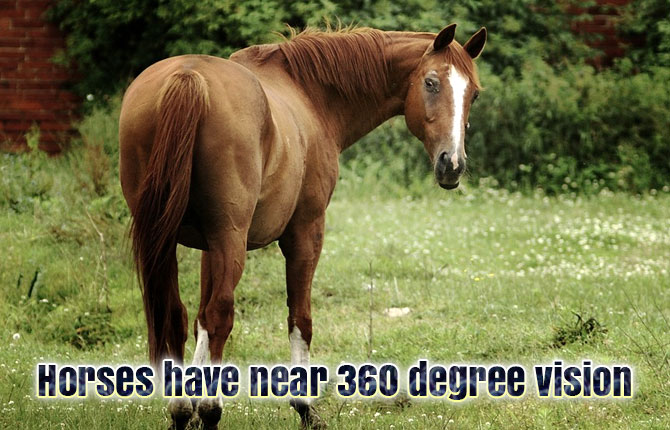 Horses-have-near-360-degree-vision