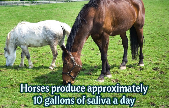 Horses-produce-approximately-10-gallons-of-saliva-a-day