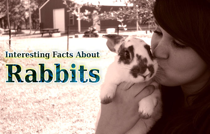 Interesting Facts About Rabbits