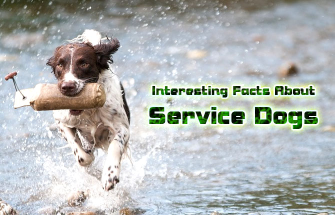 Interesting Facts About Service Dogs