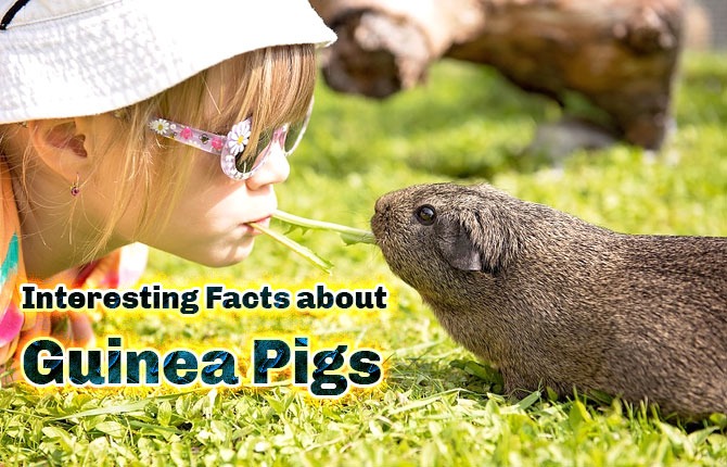 Interesting Facts about Guinea Pigs