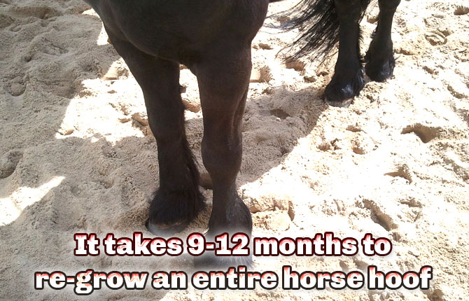 It-takes-9-12-months-to-re-grow-an-entire-horse-hoof