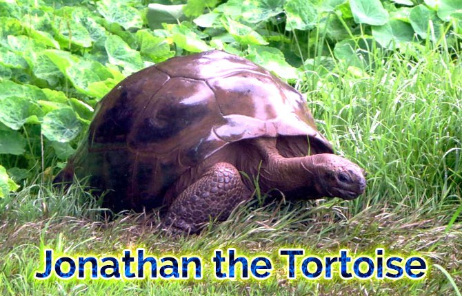 Jonathan-the-Tortoise