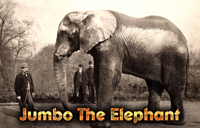 Jumbo-The-Elephant