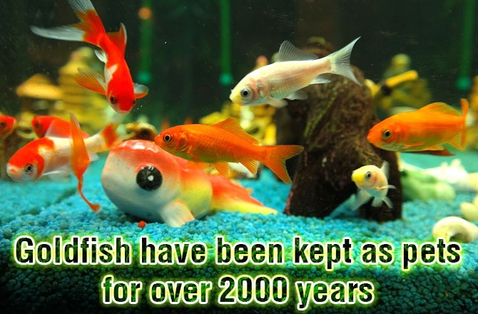Kept-as-pets-for-over-2000-years