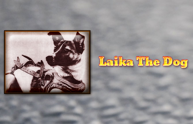 Laika-The-Dog