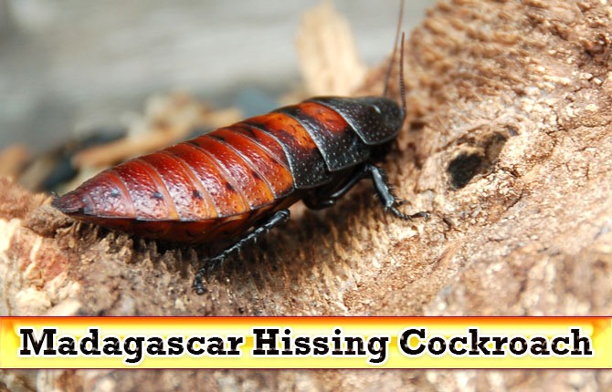 Madagascar-Hissing-Cockroach