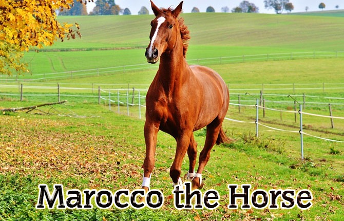 Marocco-the-Horse
