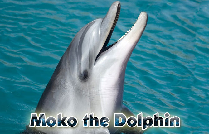 Moko-the-dolphin