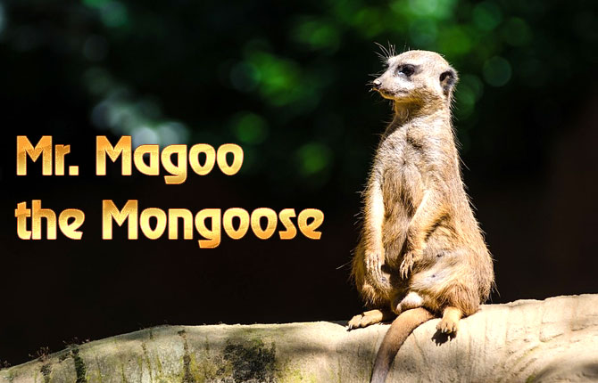 Mr-Magoo-the-Mongoose
