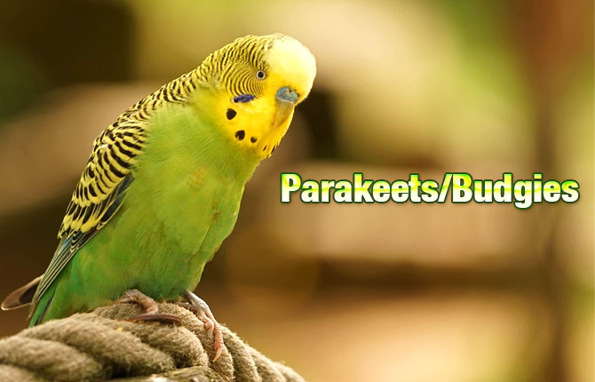 Parakeets-Budgies