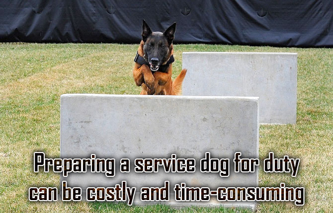 Preparing-a-service-dog-for-duty-can-be-costly-and-time-consuming