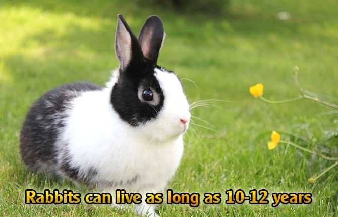 Rabbits can live as long as 10 12 years