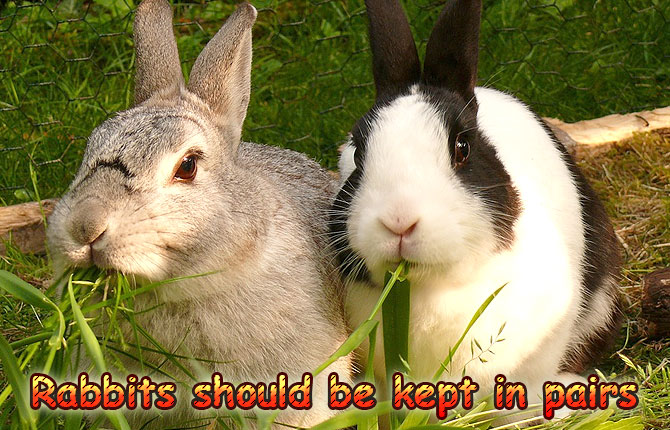 Rabbits should be kept in pairs