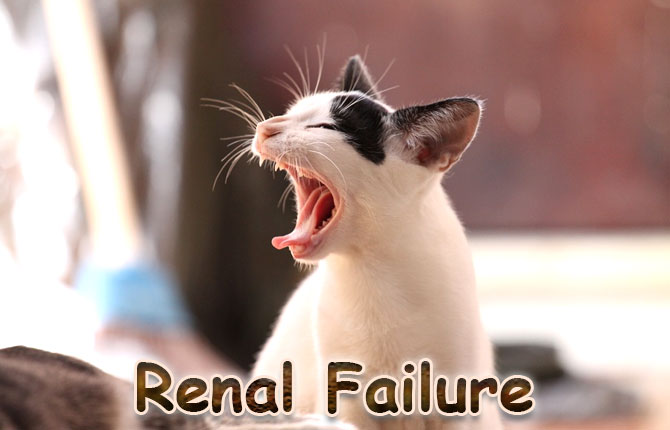 Renal-failure