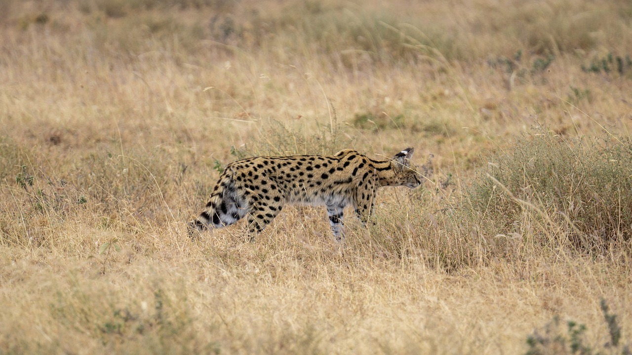 Serval in Tanzania