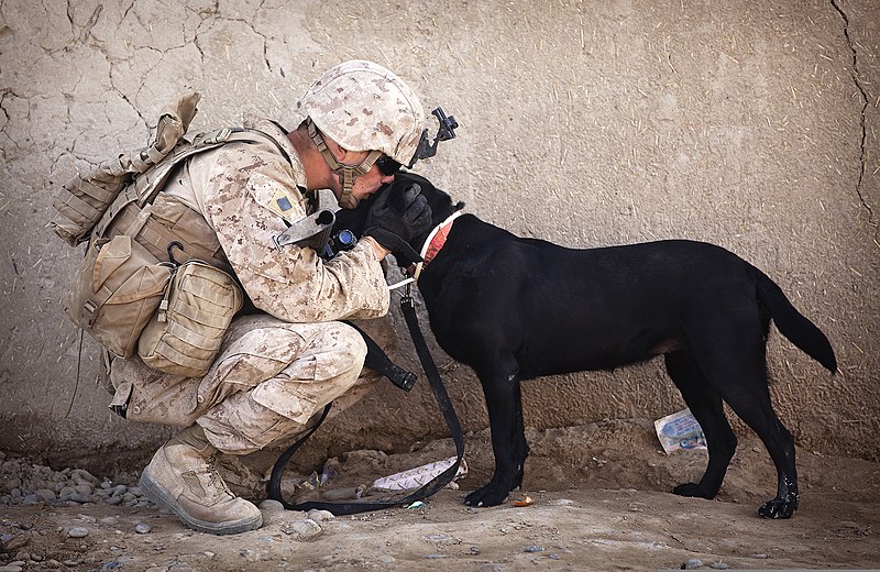 Service Dogs Require Care