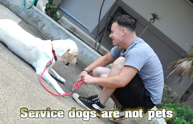Service-dogs-are-not-pets