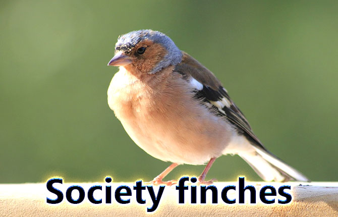 Society-finches