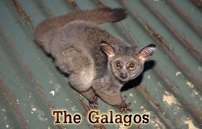 The-Galagos