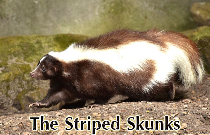 The-Striped-Skunks