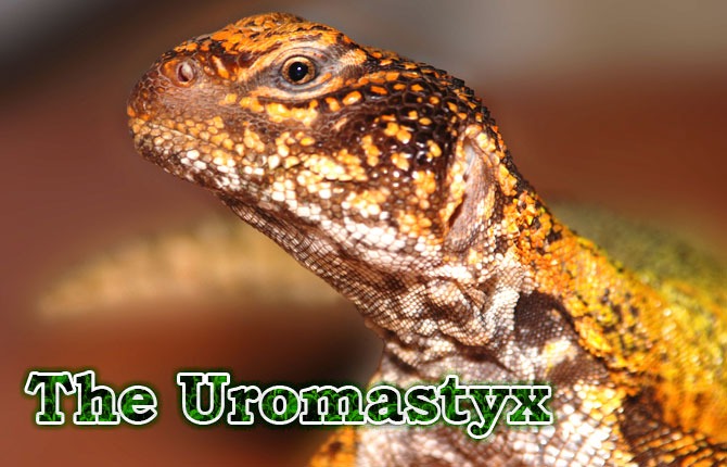 The-Uromastyx
