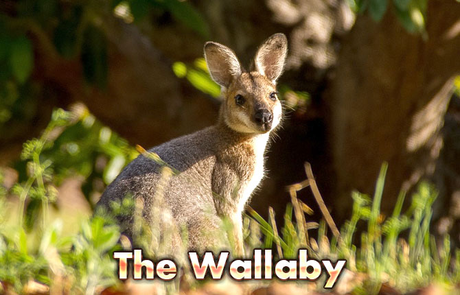 The-Wallaby