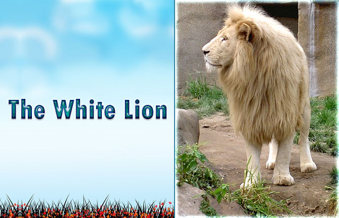 The-White-Lion