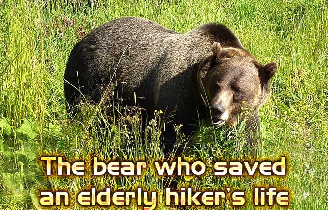 The-bear-who-saved-an-elderly-hikers-life