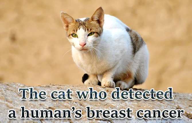 The-cat-who-detected-a-humans-breast-cancer