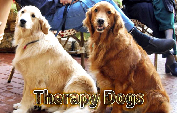 Therapy-dogs