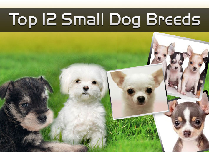 Top 12 Small Dog Breeds