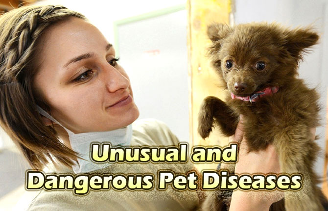 Unusual and Dangerous Pet Diseases