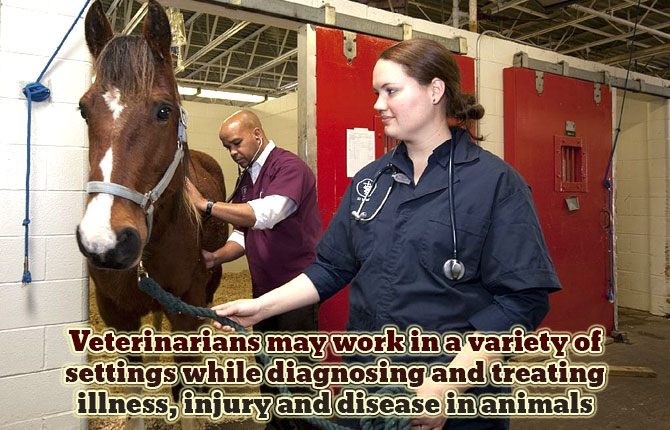 Veterinarians-may-work-in-a-variety