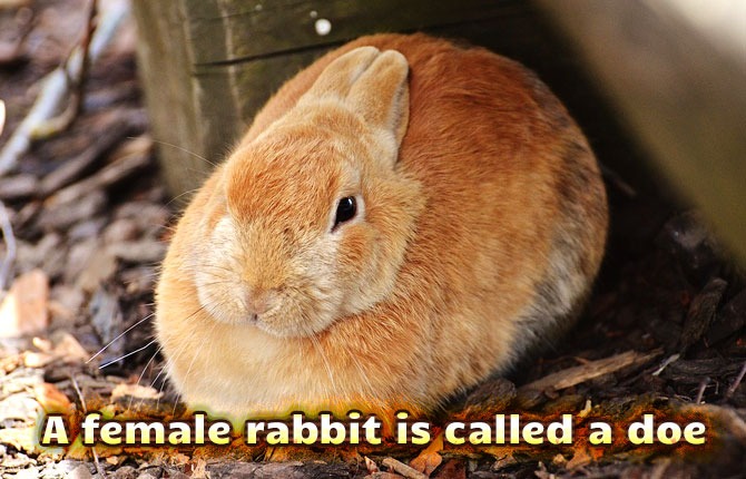 a female rabbit is called a doe