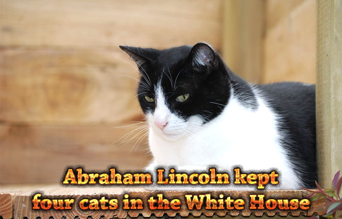 cats-in-the-white-house