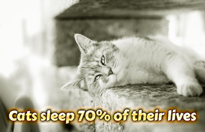 cats-sleep