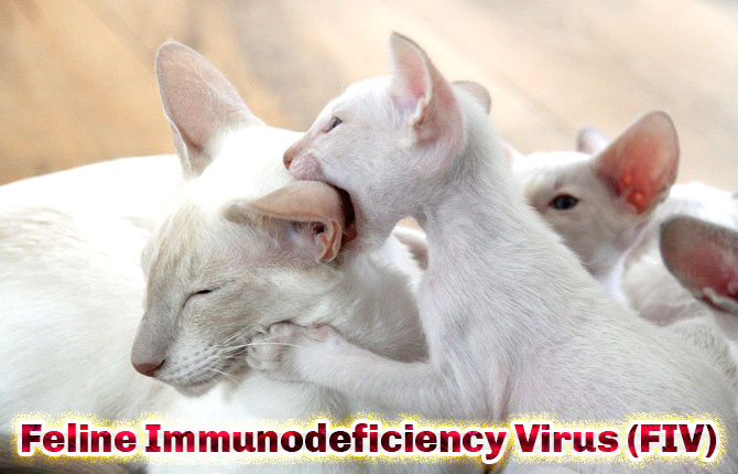 feline-immunodeficiency-virus