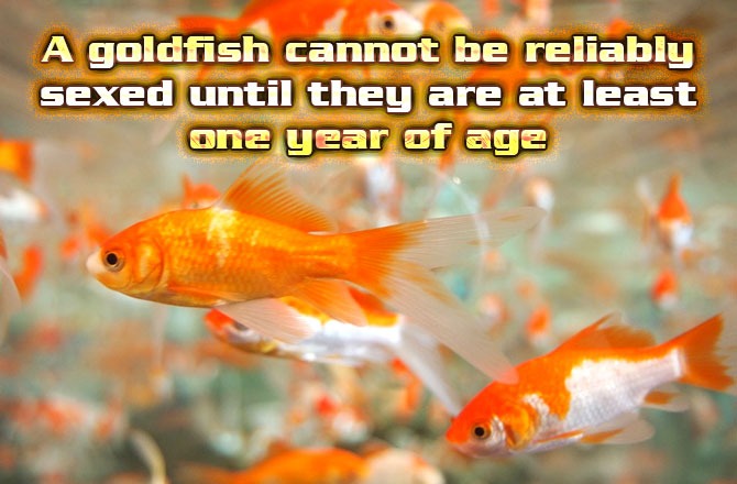 goldfish-cannot-be-reliably-sexed-at-least-one-year-of-age