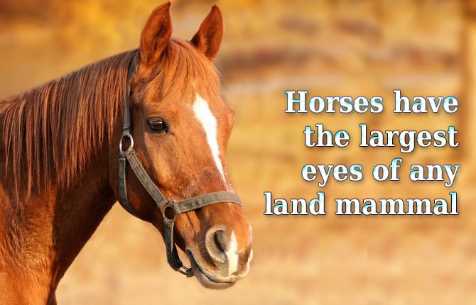 horses-largest-eyes