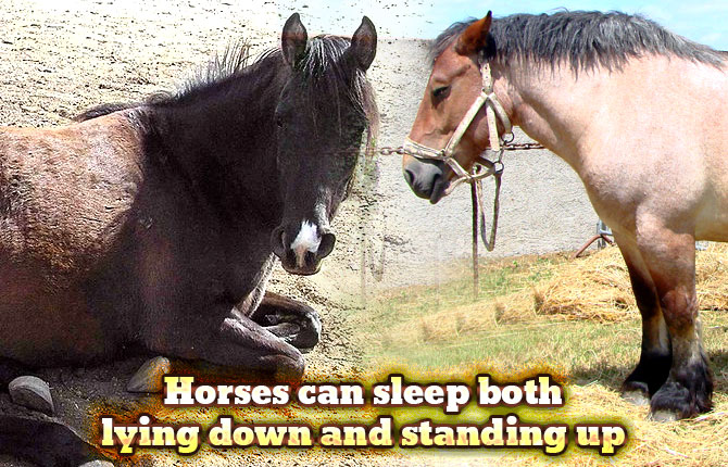 horses-sleeping-style