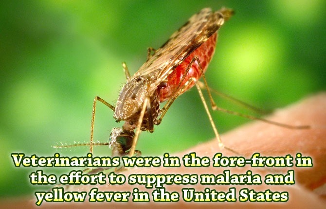 malaria-and-yellow-fever-in-the-United-States