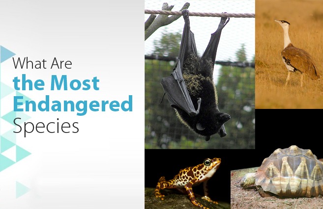 What Are the Most Endangered Species