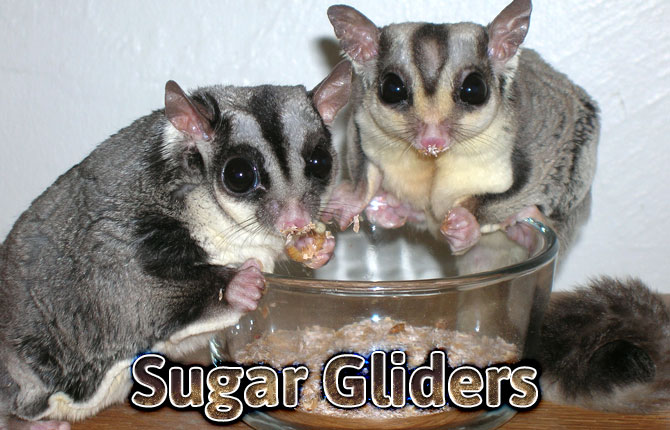 sugar-gliders